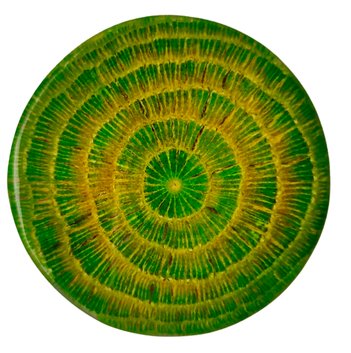 Albotra grün / 25, 35, 50 mm